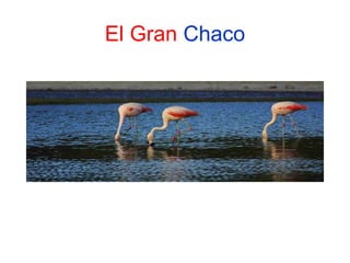 El Gran Chaco

 
