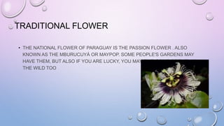 TRADITIONAL FLOWER
• THE NATIONAL FLOWER OF PARAGUAY IS THE PASSION FLOWER . ALSO
KNOWN AS THE MBURUCUYÁ OR MAYPOP. SOME PEOPLE'S GARDENS MAY
HAVE THEM, BUT ALSO IF YOU ARE LUCKY, YOU MAY FIND SOME OF THEM IN
THE WILD TOO
 