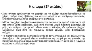 Η σπορά (1ο στάδιο)
• Στην σπορά οργώνοντας το χωράφι με το αλέτρι αναποδογυρίζουμε το
χώμα, σπάμε τους σβώλους για να γίνει αφράτο και ανοίγουμε αυλακιές.
Έπειτα σπέρνουμε τους σπόρους στις αυλακιές.
• Μέσα στο χώμα το φύτρο αναπτύσσεται παίρνοντας τροφή από το σπυρί
στο οποίο μέσα βρίσκεται. Σιγά σιγά γίνεται μικρό πράσινο βλαστάρι με
ρίζες και παίρνει την τροφή πλέον από το έδαφος. Οι πράσινοι μίσχοι~
ωριμάζουν σιγά σιγά και παίρνουν ρόδινο χρώμα. Είναι φορτωμένοι
στάχυα.
• Τα παλιότερα χρόνια, η σπορά ξεκινούσε τον Σεπτέμβριο και τελείωνε τον
Δεκέμβριο. Οι γεωργοί είχανε συνδυάσει τη σπορά με τις γιορτές της
Παναγίας, την οποία θεωρούσαν προστάτισσά τους, Γι’ αυτό και η Παναγία
ονομάστηκε Πολυσπορίτισσα.
 