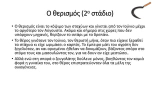 Ο θερισμός (2ο στάδιο)
• Ο θερισμός είναι το κόψιμο των σταχύων και γίνεται από τον Ιούνιο μέχρι
το αργότερο τον Αύγουστο. Ακόμα και σήμερα στις χώρες που δεν
υπάρχουν μηχανές, θερίζουν το σιτάρι με το δρεπάνι.
• Το θέρος γινότανε τον Ιούνιο, τον θεριστή μήνα, όταν πια είχανε ξεραθεί
τα στάχυα κι είχε ωριμάσει ο καρπός. Το έμπειρο μάτι του αγρότη δεν
ξεγελιόταν, αν και ορισμένοι ήθελαν να δοκιμάζουν, βάζοντας σπόρο στο
στόμα τους και μασουλώντας τον, για να δουν αν είχε μεστώσει.
• Αλλά ενώ στη σπορά ο ζευγολάτης δούλευε μόνος, βοηθώντας τον καμιά
φορά η γυναίκα του, στο θέρος επιστρατεύονταν όλα τα μέλη της
οικογένειας.
 