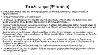 Το αλώνισμα (3ο στάδιο)
• Είναι η διαδικασία κατά την οποία χωρίζονται τα σπυριά(κόκκοι) των σταχύων από το
άχυρο(κοτσάνι)
• Το άχυρο προορίζεται για τροφή ζώων.
• Τα αλώνια τα έφτιαχναν στις κορφές και στα μουράκια, δηλαδή στους λοφίσκους και στα
μικρά υψώματα, όπου φυσάει βοριαδάκι τις απογευματινές ώρες.
• Τα αλώνια τα έφτιαχναν κυκλικά με ακτίνα 3 -4 μέτρα, τοποθετώντας όρθιες πλάκες μέχρι 40
πόντους, ενώ το δάπεδο το κάλυπταν επίσης με πλάκες, κατά κανόνα με άγρια επιφάνεια, για
να μη γλιστράνε τα ζώα.
• Άλλοτε πάλι, στην Κρήτη και αλλού, συνήθως το δάπεδο το έστρωναν με αργιλώδες χώμα.
Έκαναν παχιά λάσπη και την άπλωναν σε όλα τα σημεία. Όταν η λάσπη ξεραινόταν, το δάπεδο
γινότανε πολύ σκληρό.
• Όταν ήταν η εποχή του αλωνάρη μήνα, του Ιούλη, οι αλωνάρηδες έλυναν τα δεμάτια της
θημωνιάς, πετούσαν μακριά τα βιτσοδέματα και σκορπούσαν τα στάχυα σ’ όλη την κυκλική
επιφάνεια του αλωνιού.
Τα ζώα – αγελάδες, γαϊδούρια – ζεμένα ερχόντουσαν γύρω-γύρω πέντε- έξι ώρες.
• Το αλώνισμα πλέον δεν διεξάγεται διότι τα σημερινά μηχανήματα διαχωρίζουν κατευθείαν
τον σπόρο από το άχυρο.
 