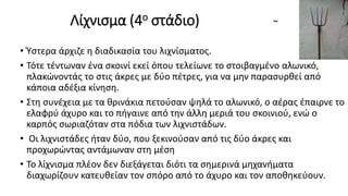 Λίχνισμα (4ο στάδιο) ~
• Ύστερα άρχιζε η διαδικασία του λιχνίσματος.
• Τότε τέντωναν ένα σκοινί εκεί όπου τελείωνε το στοιβαγμένο αλωνικό,
πλακώνοντάς το στις άκρες με δύο πέτρες, για να μην παρασυρθεί από
κάποια αδέξια κίνηση.
• Στη συνέχεια με τα θρινάκια πετούσαν ψηλά το αλωνικό, ο αέρας έπαιρνε το
ελαφρύ άχυρο και το πήγαινε από την άλλη μεριά του σκοινιού, ενώ ο
καρπός σωριαζόταν στα πόδια των λιχνιστάδων.
• Οι λιχνιστάδες ήταν δύο, που ξεκινούσαν από τις δύο άκρες και
προχωρώντας αντάμωναν στη μέση
• Το λίχνισμα πλέον δεν διεξάγεται διότι τα σημερινά μηχανήματα
διαχωρίζουν κατευθείαν τον σπόρο από το άχυρο και τον αποθηκεύουν.
 