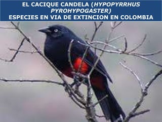 EL CACIQUE CANDELA (HYPOPYRRHUS PYROHYPOGASTER) ESPECIES EN VIA DE EXTINCION EN COLOMBIA 