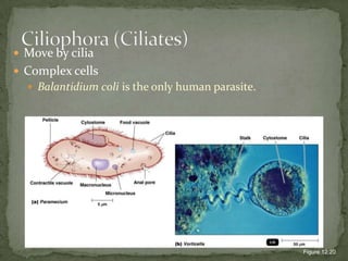 Move by ciliaComplex cellsBalantidium coli is the only human parasite.Figure 12.20Ciliophora (Ciliates)