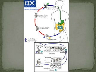 Oocysts of C. parvum (upper left) and cysts of Giardia intestinalis (lower right) labeled with immunofluorescent antibodies.