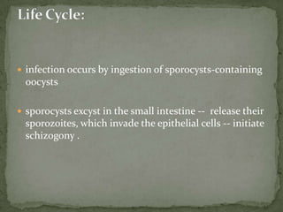 CyclosporacayetanensisDisease:Cyclosporiasis