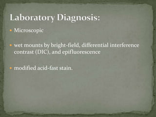 Lab Dx: Modified acid fast stain of a fecal smearCyclospora oocysts from fresh stool fixed in 10% formalin and stained with modified acid-fast stain.  Compared to wet mount preparations, the oocysts are less perfectly round and have a wrinkled appearance.  Most importantly, the staining is variable among the four oocysts.