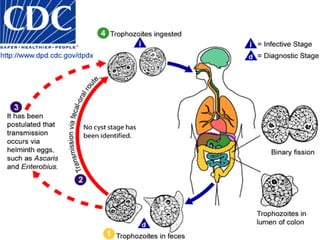Causal Agent:unicellular coccidian parasite- CyclosporacayetanensisGeographic Distribution:most common in tropical and subtropical areas1990, foodborneoutbreaks of cyclosporiasis, 3600 persons, in the United States and Canada.