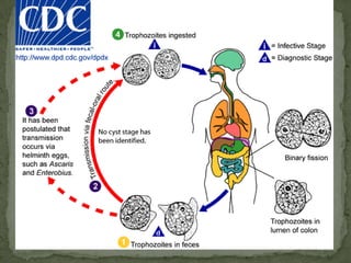 Clinical Features:incubation period of 1 week—severe watery diarrheas/sx- anorexia, wt loss, abd. pain, N/V,  myalgias, low-grade fever, and fatigue.  Untreated infections typically last for 10-12 weeks -- follow a relapsing course.  In disease-endemic settings -- asymptomatic.