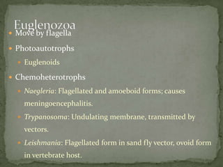 Move by flagellaPhotoautotrophsEuglenoidsChemoheterotrophsNaegleria: Flagellated and amoeboid forms; causes meningoencephalitis.Trypanosoma: Undulating membrane, transmitted by vectors.Leishmania: Flagellated form in sand fly vector, ovoid form in vertebrate host.Euglenozoa