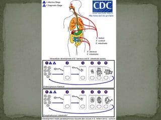 infection occurs by ingestion of sporocysts-containing oocystssporocystsexcyst in the small intestine --  release their sporozoites, which invade the epithelial cells -- initiate schizogony .  Life Cycle: