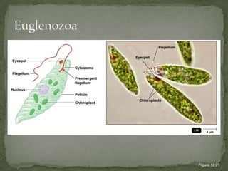 EuglenozoaFigure 12.21