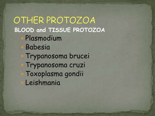 Dientamoebafragilis- NO cyst stage not an ameba, but a flagellate! 