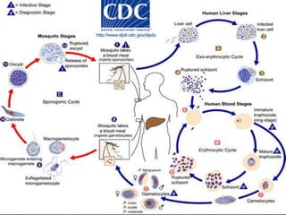 Source of infection: stool (trophs)