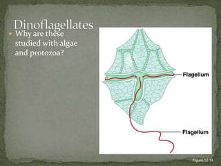 Why are these studied with algae and protozoa?DinoflagellatesFigure 12.14