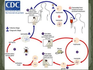 Infective form: spore