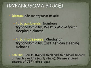 Stool smear stained with Quick-Hot Gram Chromotrope stain containing Enterocytozoon bieneusi spores. Black arrows indicate E. bieneusi spores with their belt-like stripe visible.  The red arrow indicates an unidentified yeast.  The yellow arrow indicates a vacuolated spore.