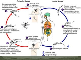 OTHER PROTOZOABLOOD and TISSUE PROTOZOAPlasmodiumBabesiaTrypanosomabruceiTrypanosomacruziToxoplasmagondiiLeishmania