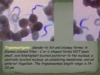 PROTOZOA FROM OTHER BODY SITESFree-living AmebaeNaegleriaAcanthamoebaTrichomonasvaginalis
