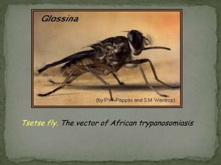 Infected RBC:P. vivax and P. ovale: reticulocytesP. malariae: senescent erythrocytesP. falciparum: erythrocytes of all agesCyclic paroxysm of fever:P. vivax and P. ovale: every 48 hoursP. malariae: every 72 hoursP. falciparum: every 36-48 hours