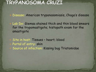 P. falciparum: Blood Stage ParasitesThin Blood SmearsFig. 1: Normal red cell; Figs. 2-18: Trophozoites (among these, Figs. 2-10 correspond to ring-stage trophozoites); Figs. 19-26:Schizonts (Fig. 26 is a ruptured schizont); Figs. 27, 28: Mature macrogametocytes (female); Figs. 29, 30:  Mature microgametocytes (male).