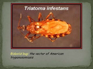 P. malariae schizonts: have 6 to 12 merozoites with large nuclei, clustered around a mass of coarse, dark-brown pigment.  Merozoites can occasionally be arranged as a rosette pattern. 