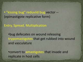 Rex Karl S. Teoxon, R.N, M.D133Vector: (night biting)anopheles mosquito minimus flavire
