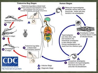134SIGNS AND SYMPTOMSFever, chills, profuse sweating, convulsion, Anemia and fluid and electrolytes imbalance, hepatomegaly, splenomegalyDx: blood extraction (extract blood at the height of fever) thin and thick smear. Fluorescently labeled Ab
