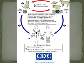 Disease:BabesiosisLab Dx:Giemsa stained thick and thin blood smearsBABESIA