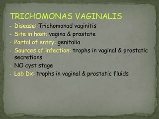 Riduviid bug: the vector of American trypanosomiasis