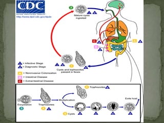 Portal of entry:Mouth