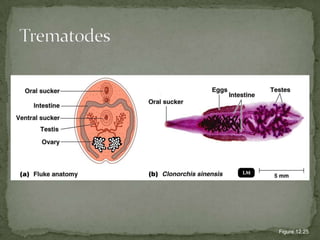 - Definitive host: domestic cats    - Intermediate host:  infected rodentsAccidental intermediate host: humansLab Dx: IFAT and ELISA; Giemsa-stained smears of exudates, aspirates or tissues