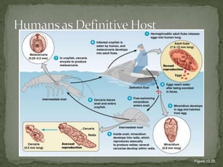 Toxoplasma gondii, parasiteAffects birds, mammals i.e. catsInfected person may carry the organism for life (reactivation is possible)161TOXOPLASMOSIS