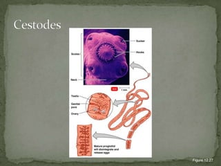 162PATHOGENESISingestion of cyst from uncooked meat / fecal oral route from infected cats (feces)Quickly multiply in the GITDistributed to CNS, lymphatic tissue, skeletal muscle, myocardium, retina and placenta
