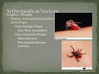 166SIGNS AND SYMPTOMSMalaise, fever,  myalgia, headache, fatigue, sore throat, lymphadenopathy or asymptomaticFULMINANT = vomiting, cough and dyspnea, hyperpyrexia, delirium and seizures, encephalopathy, meningitisINFANTS = hydrocephalus or microcephalus, seizure, jaundice later strabismus, blindness, epilepsy, mental retardation