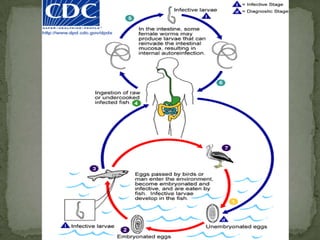 Site in host: Monocytes/macrophages of skin & mucosa