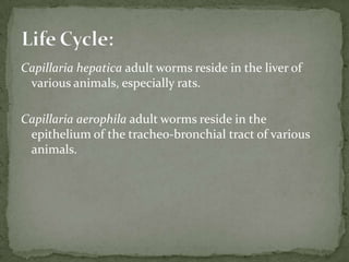 Source of infection: Phlebotomus or Lutzomiya fly