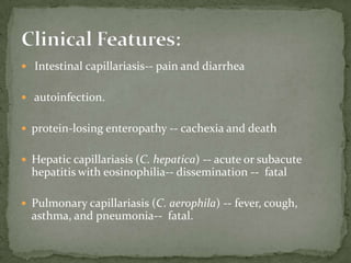 L. tropica amastigotes: ovoid in shape; large & eccentric nucleus; small, rodlike kinetoplast positioned opposite the nucleus; rodlike axoneme perpendicular to the kinetoplast