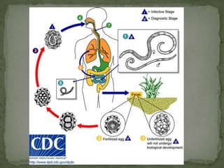 Acanthamoeba:respiratory tract or ulcers in skin or mucosa / direct invasion of eye
