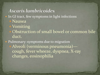 N. fowleri trophozoites cultured from cerebrospinal fluid: cells have characteristically large nuclei, with a large, dark staining karyosome.  The amebae are very active and extend and retract broad pseudopods. Trichrome stain. 