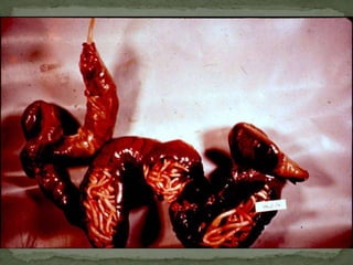 TRICHOMONAS VAGINALISDisease: Trichomonadvaginitis