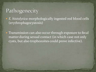 Cysts and trophozoites are passed in feces .  ingestion of mature cysts in fecally contaminated food, water, or hands. Excystation occurs in the small intestine -  trophozoitesare released, which migrate to the large intestine.  The trophozoites multiply by binary fission - produce cysts , and both stages are passed in the feces .  Pathogenecity