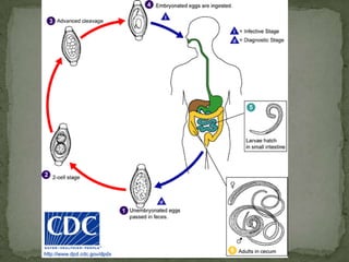 Portal of entry: genitalia
