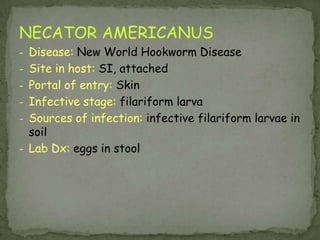 Hymenolepis diminuta