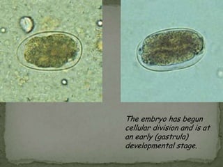 Dipylidium caninumINTESTINAL TREMATODES