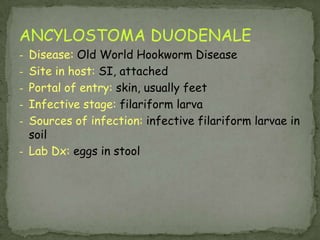 Metagonimus yokogawai