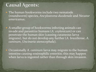 Echinococcus granulosus