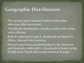 Echinococcus multilocularis