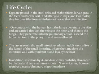 Geographic Distribution:Capillariaphilippinensis is endemic in the Philippines and also occurs in Thailand. 