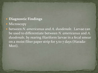 Life Cycle:unembryonated eggs are passed in the human stool and become embryonatedafter ingestion by freshwater fish-- larvae hatch & penetrate the intestine-- migrate to the tissues -Ingestion of raw or undercooked fishAdults worm -small intestinefemales deposit unembryonatedeggs (autoinfection)  -- hyperinfection(a massive number of adult worms) .  